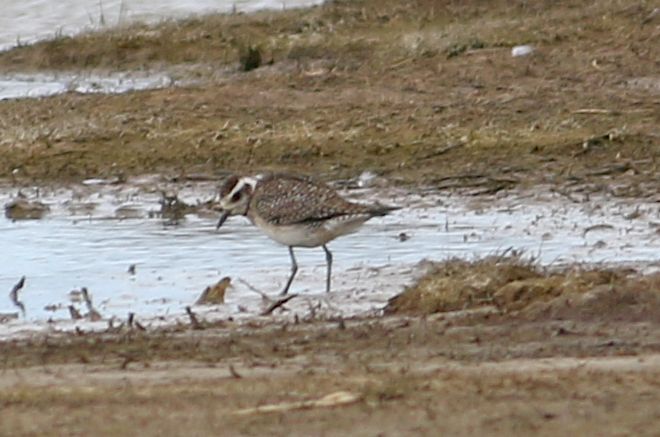 American Golden Plover - 26-04-2018