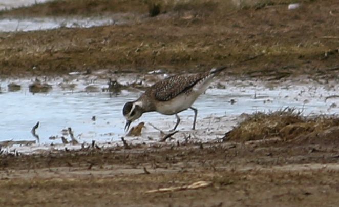 American Golden Plover - 26-04-2018