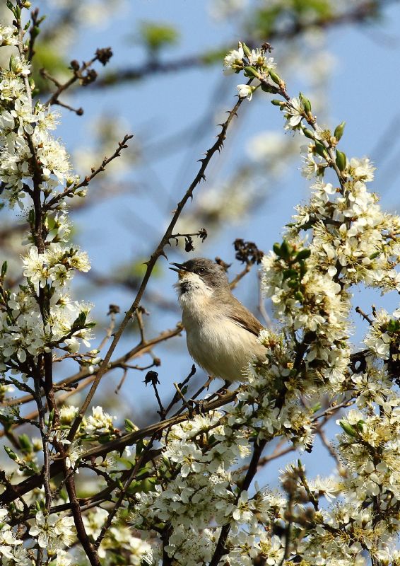 Lesser Whitethroat - 20-04-2018