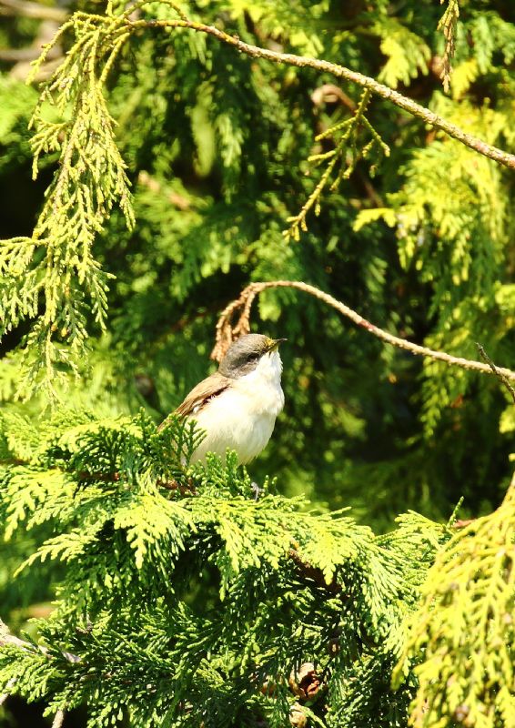 Lesser Whitethroat - 20-04-2018