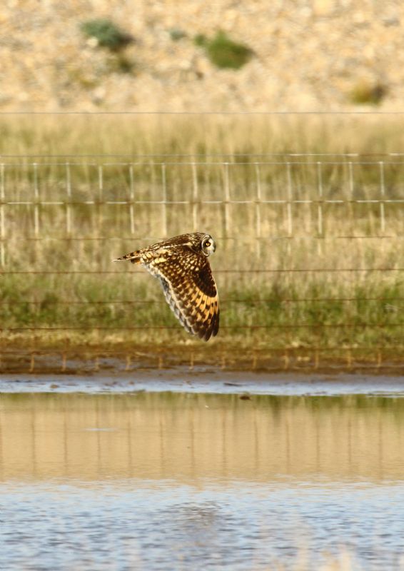 Short-eared Owl - 20-04-2018