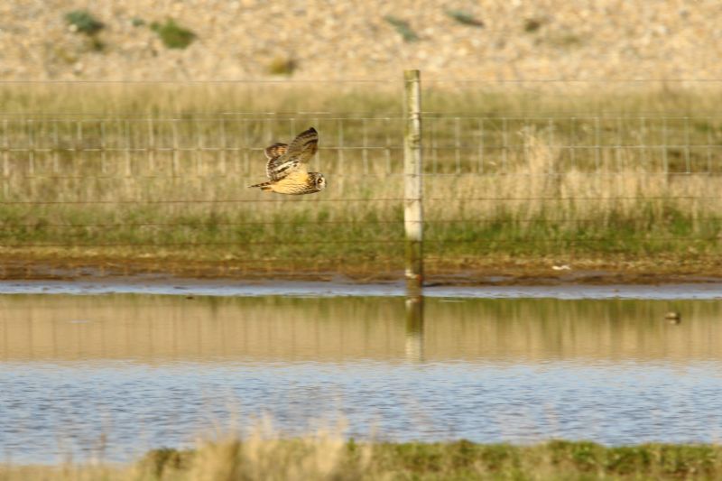 Short-eared Owl - 20-04-2018