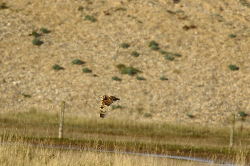 Short-eared Owl - 20-04-2018