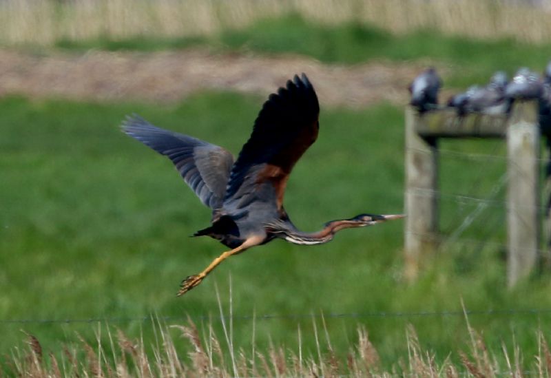 Purple Heron - 05-05-2018