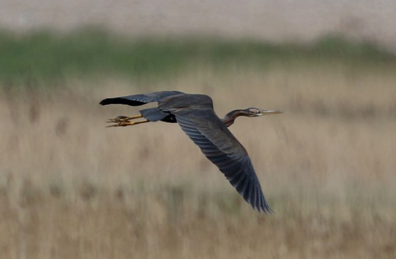 Purple Heron - 05-05-2018