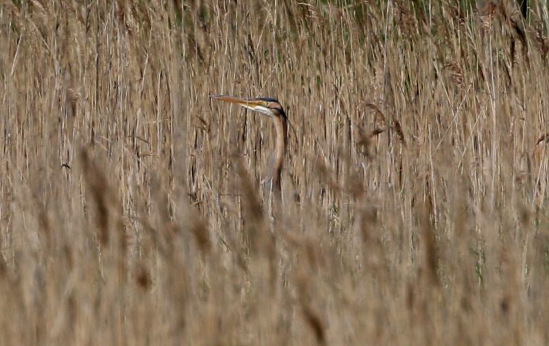 Purple Heron - 05-05-2018