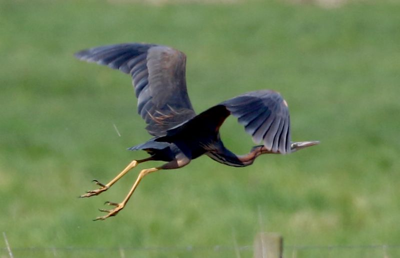 Purple Heron - 05-05-2018