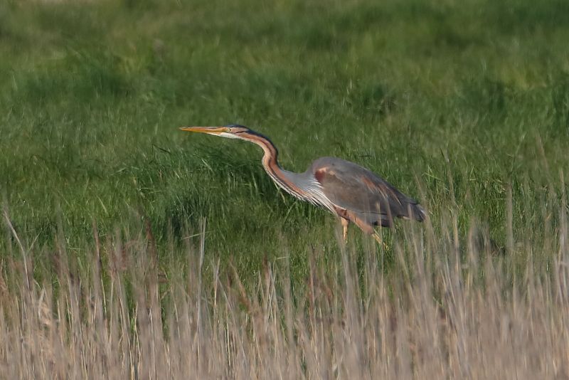 Purple Heron - 06-05-2018