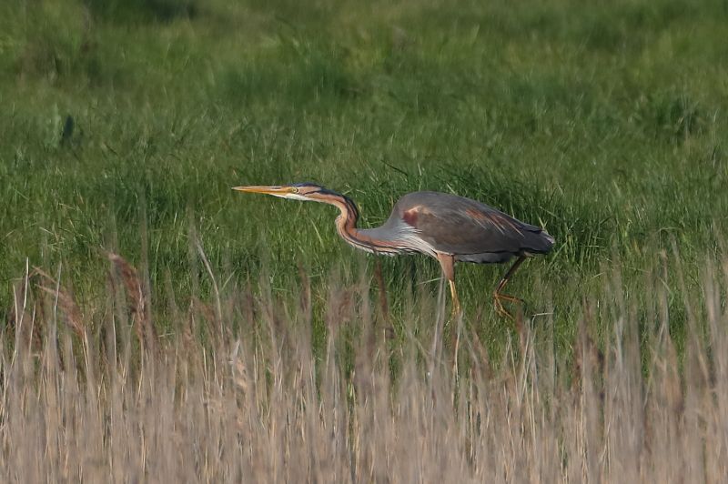 Purple Heron - 06-05-2018