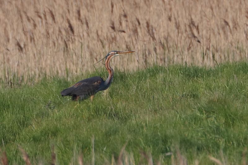 Purple Heron - 06-05-2018