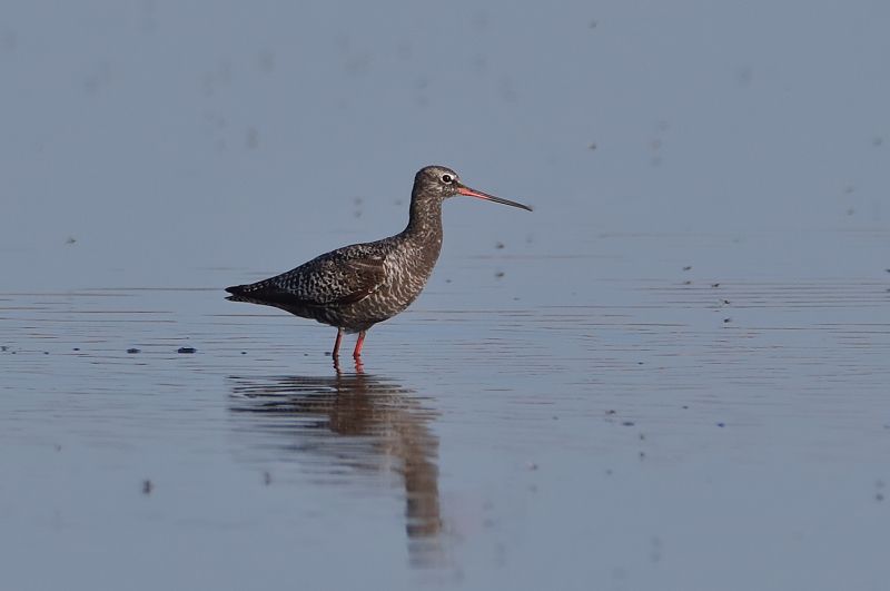 Spotted Redshank - 07-05-2018