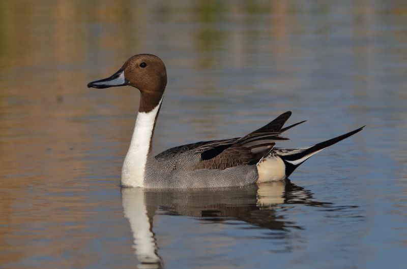 Pintail - 07-05-2018