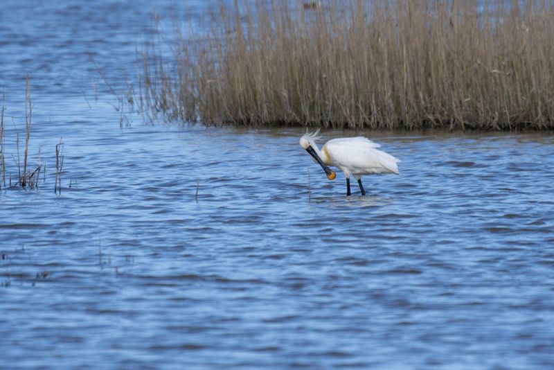 Spoonbill - 03-05-2018