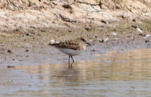 Temminck's Stint - 12-05-2018