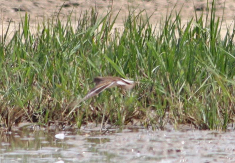 Temminck's Stint - 12-05-2018