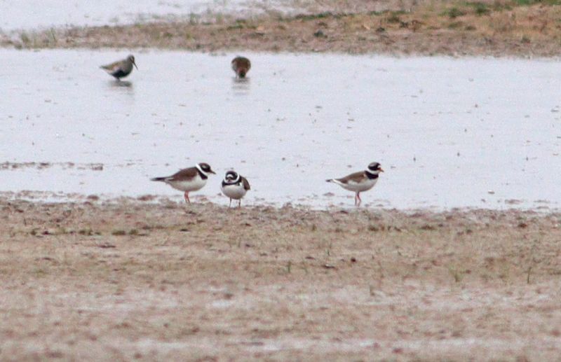 Ringed Plover - 12-05-2018