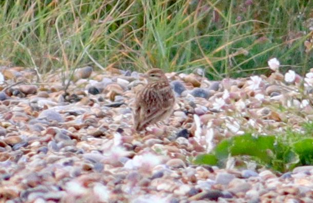 Short-toed Lark - 26-05-2018