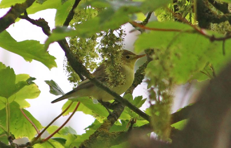 Icterine Warbler - 26-05-2018