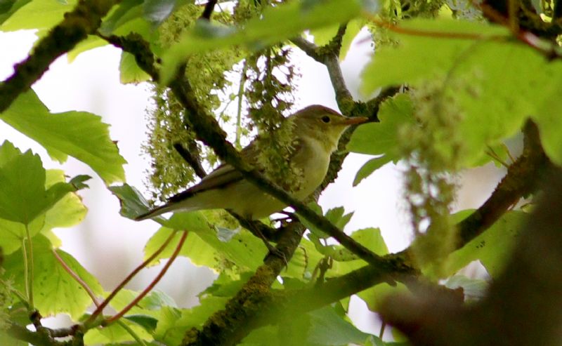 Icterine Warbler - 26-05-2018