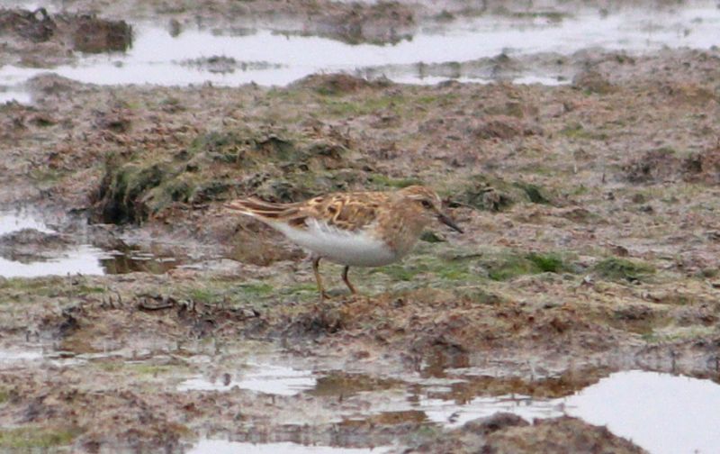 Temminck's Stint - 30-05-2018