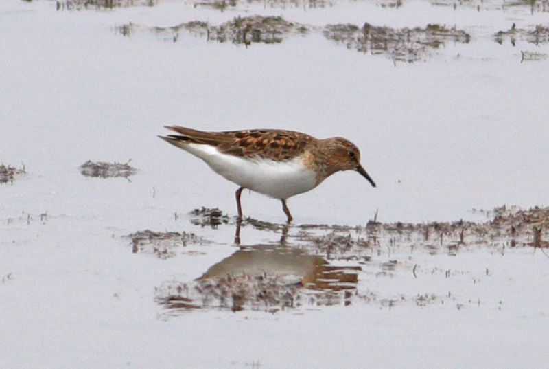 Temminck's Stint - 30-05-2018