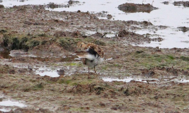 Temminck's Stint - 30-05-2018