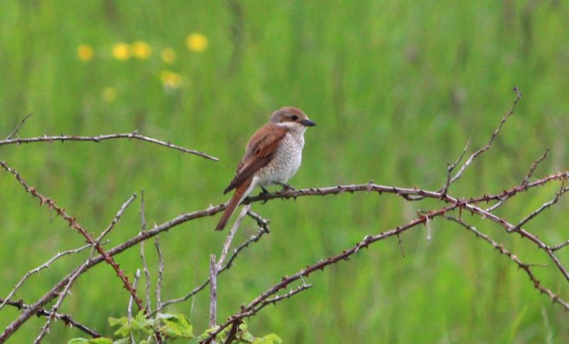 Red-backed Shrike - 31-05-2018