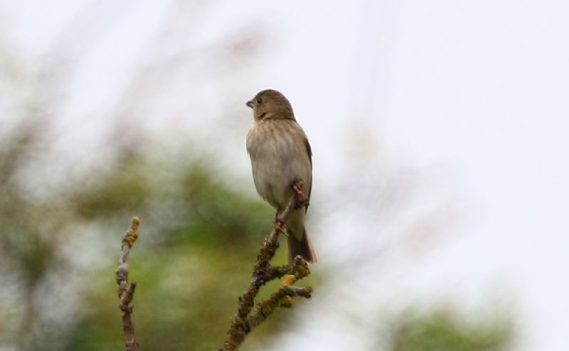 Common Rosefinch - 03-06-2018