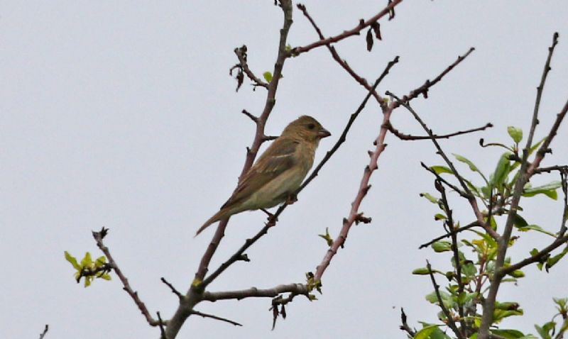 Common Rosefinch - 03-06-2018