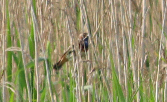 Bluethroat - 01-06-2018