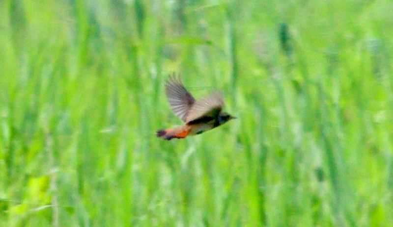 Bluethroat - 01-06-2018