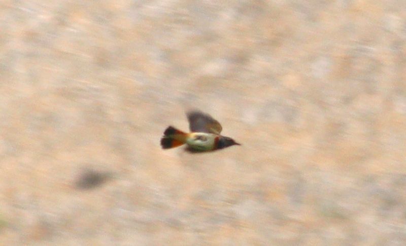 Bluethroat - 01-06-2018