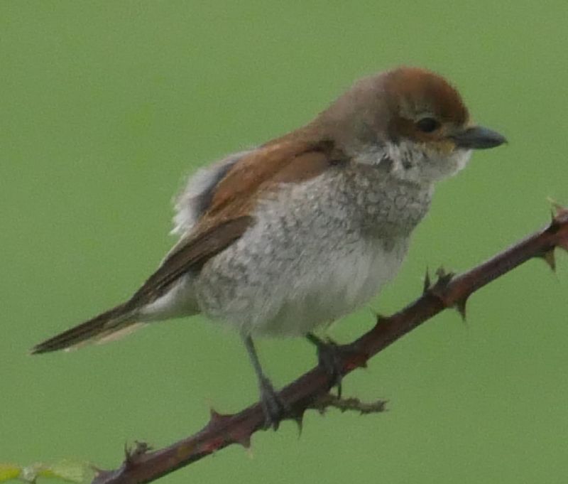 Red-backed Shrike - 09-06-2018