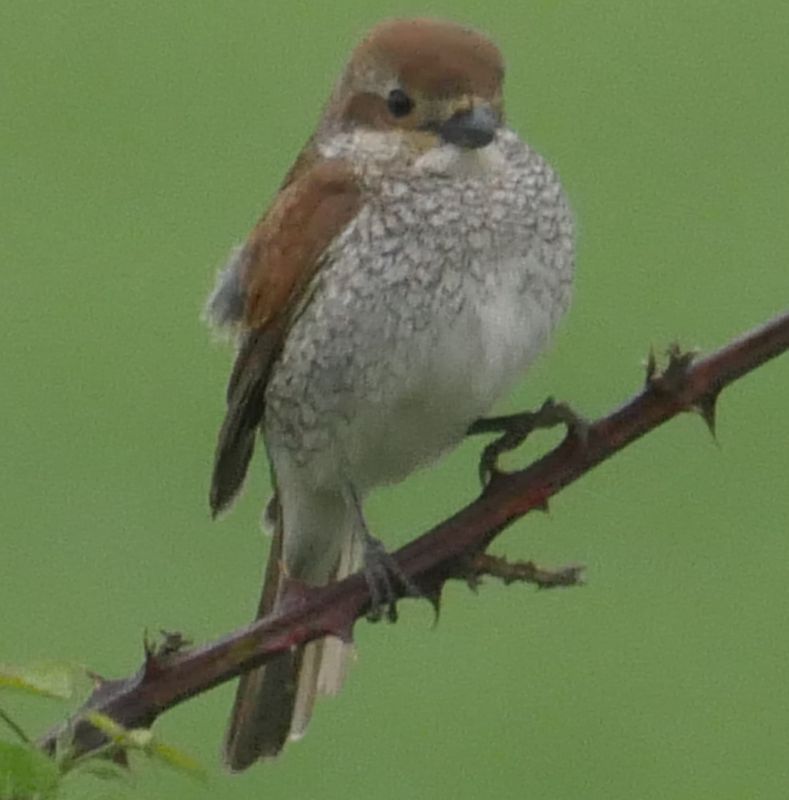 Red-backed Shrike - 09-06-2018