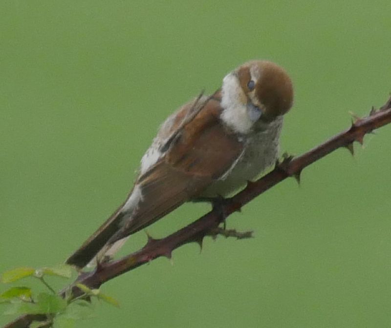 Red-backed Shrike - 09-06-2018