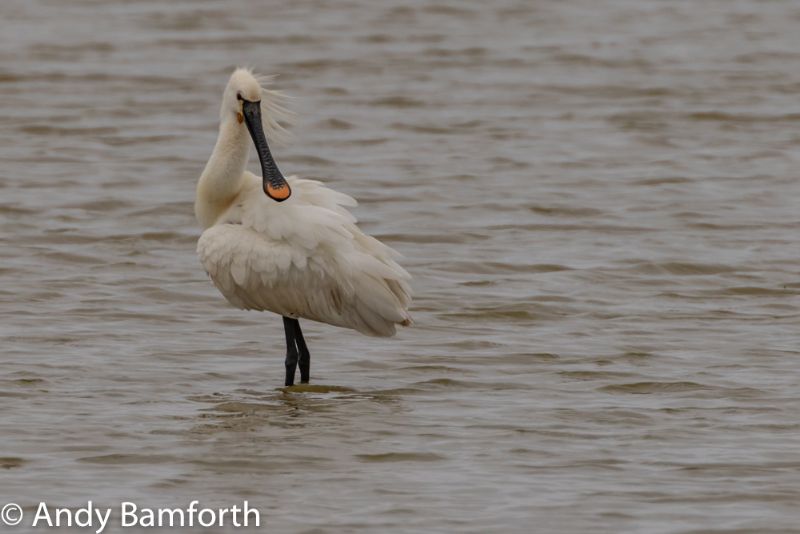 Spoonbill - 14-06-2018