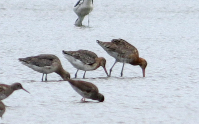 Black-tailed Godwit - 17-06-2018