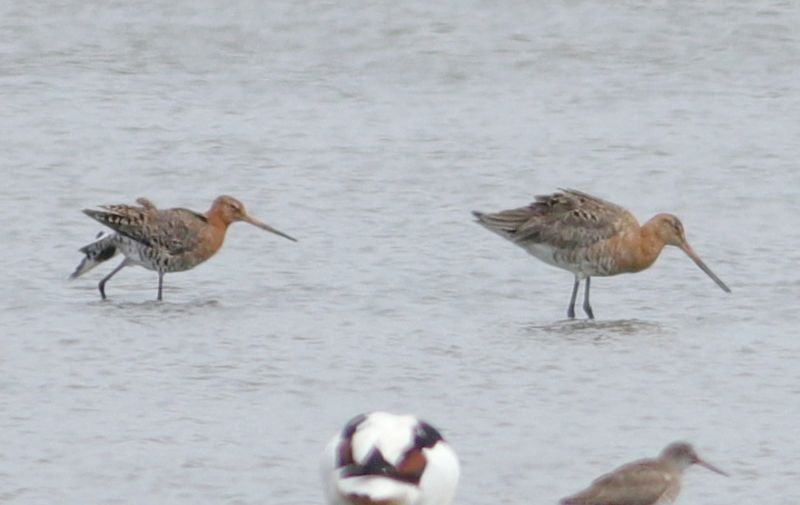 Black-tailed Godwit - 17-06-2018