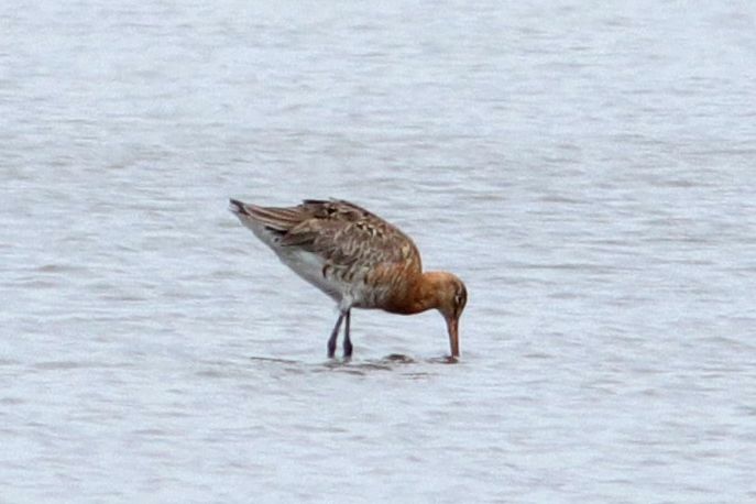 Black-tailed Godwit - 17-06-2018