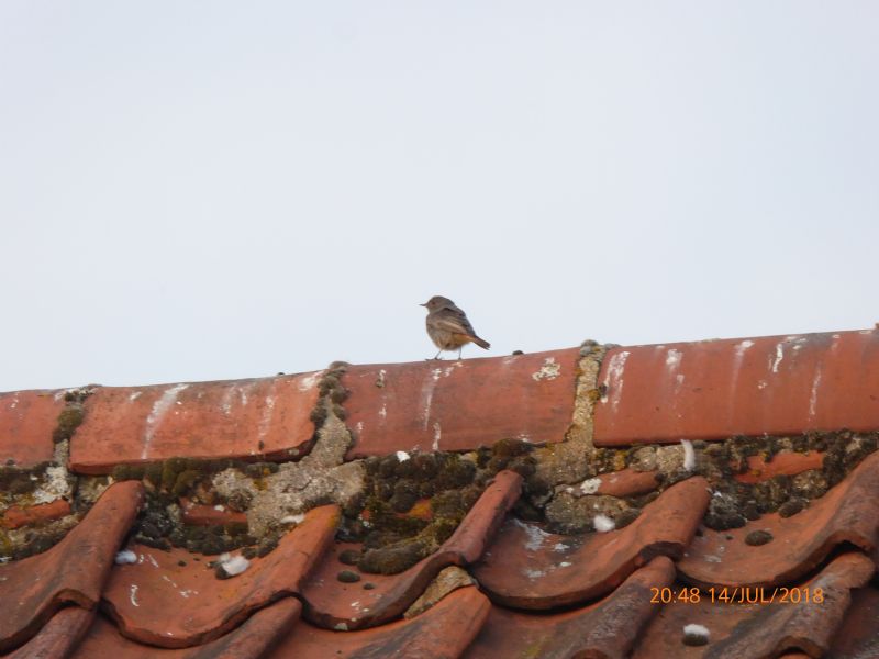 Black Redstart - 14-07-2018