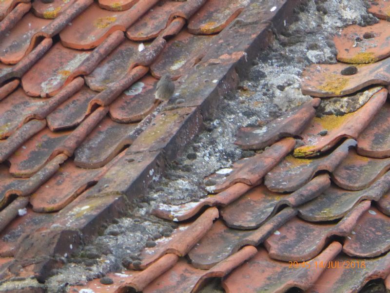 Black Redstart - 14-07-2018