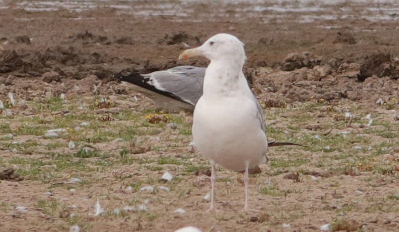 Caspian Gull - 20-07-2018