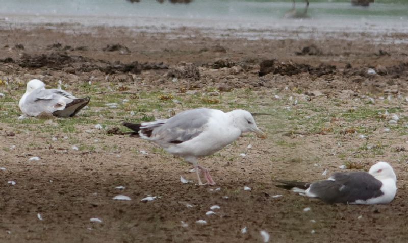 Caspian Gull - 20-07-2018