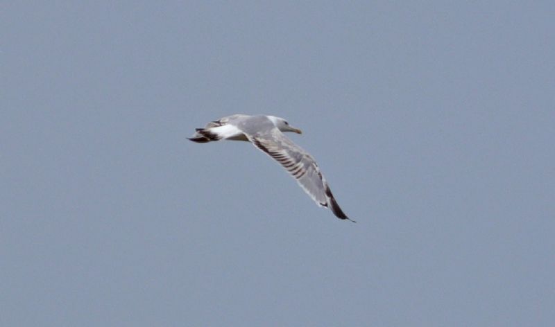 Caspian Gull - 20-07-2018