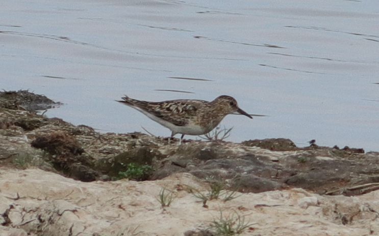 Temminck's Stint - 20-07-2018