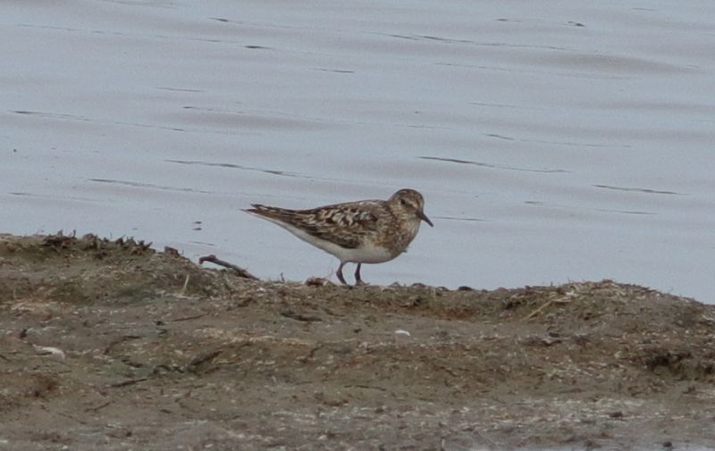 Temminck's Stint - 20-07-2018