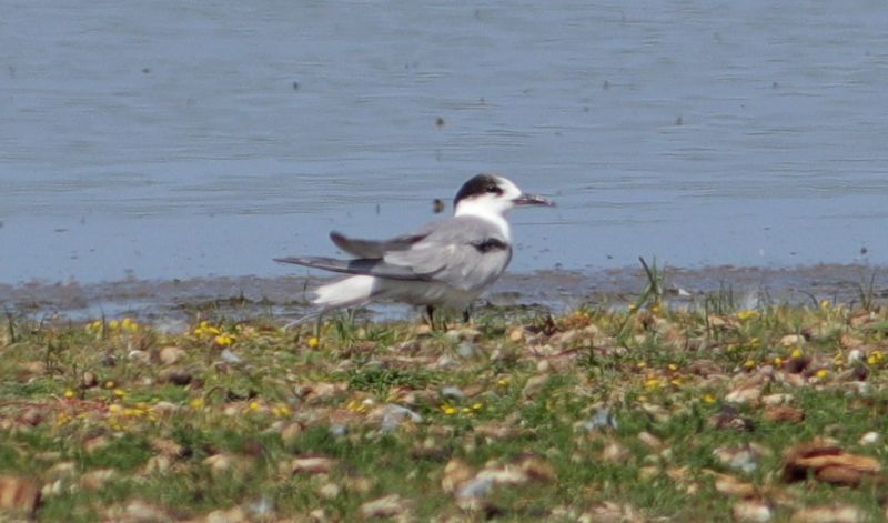 Common Tern - 15-07-2018