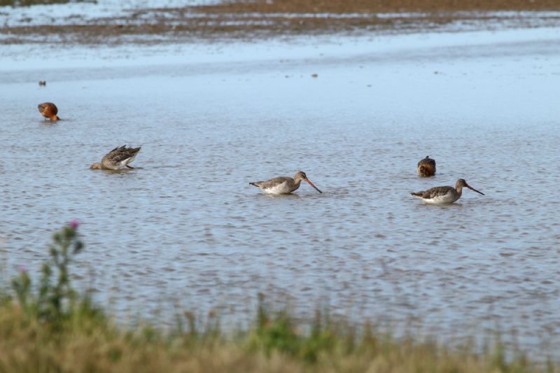 Black-tailed Godwit - 18-07-2018