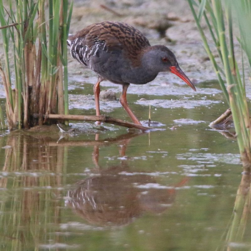 Water Rail - 20-07-2018