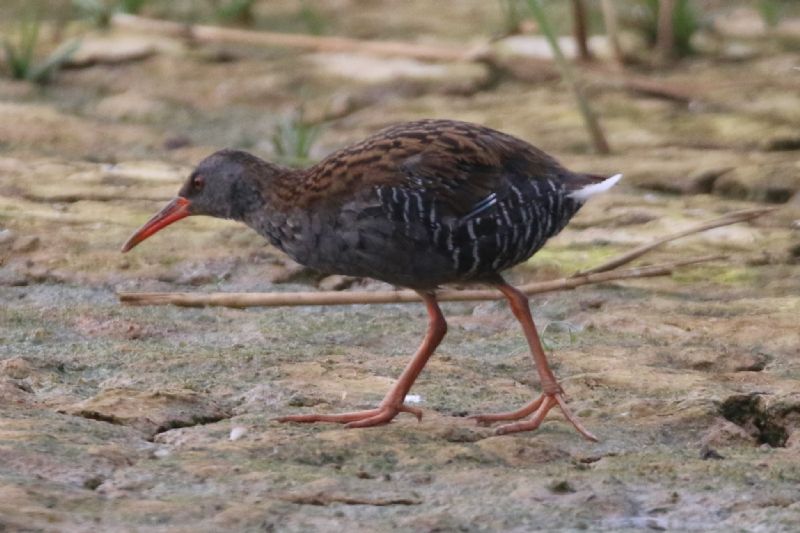 Water Rail - 20-07-2018